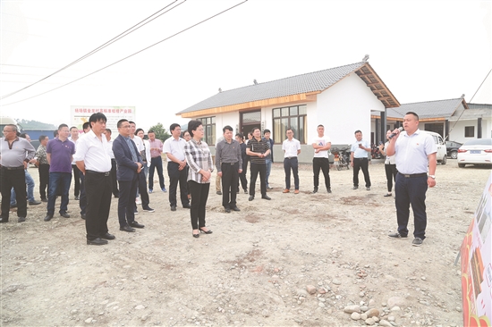 朱莉一行参观金龙村标准化柑橘园,了解党建引领产业发展工作。